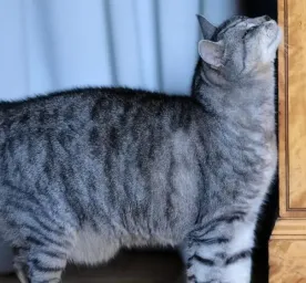 Cat Heat Cycle