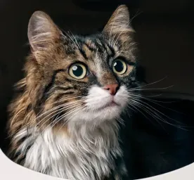 Incontinence in Cats
