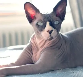 6 Hairless Cat Breeds