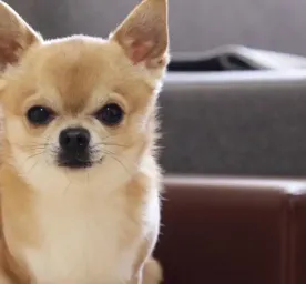 Health Problems in Chihuahuas