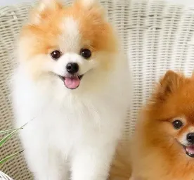 Common Health Problems in Pomeranians