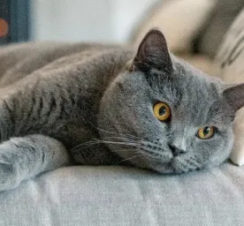 11 Short-haired Cat Breeds