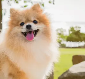 9 Small Fluffy Dog Breeds