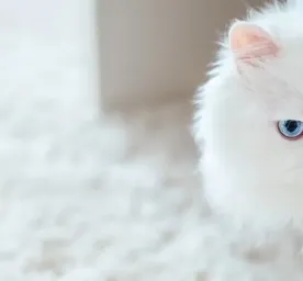Gorgeous White Cat Breeds to Welcome to the Family