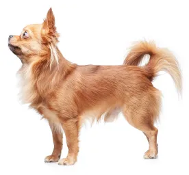 Chihuahua-Long-Coat.webp