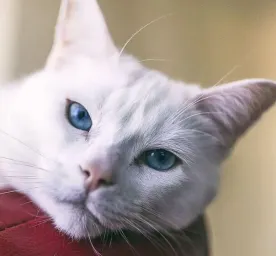 Top 10 White Cat NamesHERO