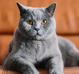 10 Amazing Grey Cat Names