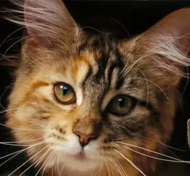 10 Famous Cats Throughout History