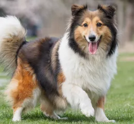 11 English and British Dog Breeds