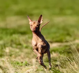 5 Hairless Dog Breeds