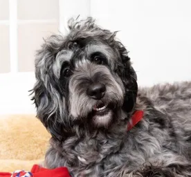 Big_Fluffy_Dog_Breeds