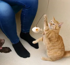 9 Creative Cat and Dog Enrichment Ideas