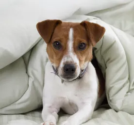 9 Small Dog Breeds You'll Fall in Love With
