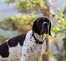   If you’re a dog owner you’re probably familiar with the constant stopping so they can sniff and you’ll likely respond to th