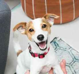 Attention-seeking dog behaviour