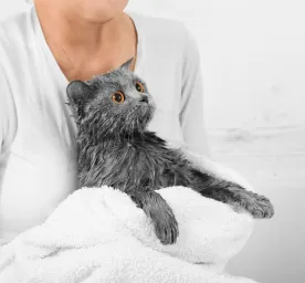 Bathing Cats: Everything You Need to Know