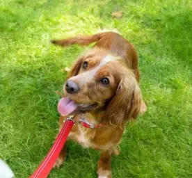 Brain Games and Puzzles to Play with Your Puppy