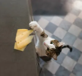 Can Cats Eat Cheese?