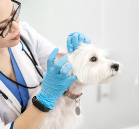 Ear Mites in Dogs: Symptoms and Treatment