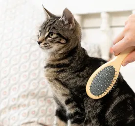 How to Groom a Kitten