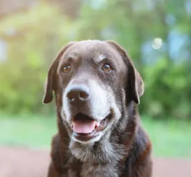 Can Dogs See Colour?