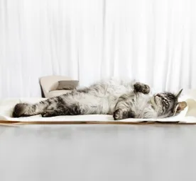 Cat Pregnancy Information & Advice