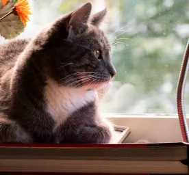 Hernias in Cats