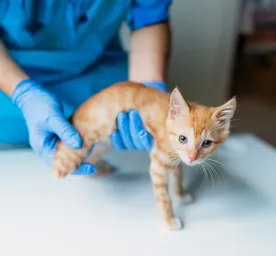 Coping with Amputation in Cats
