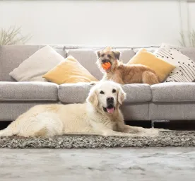 Coprophagia in Dogs