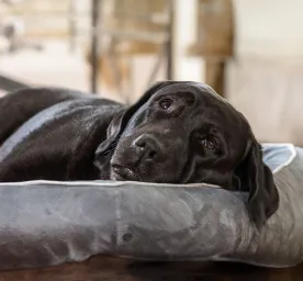 Do Dogs Dream?