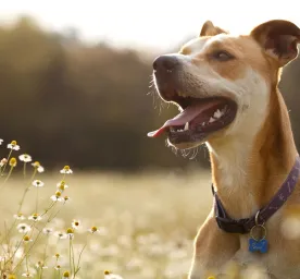 Dog Allergies: Symptoms, Triggers and Treatment