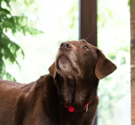 Dog Hot Spots and How to Treat Them
