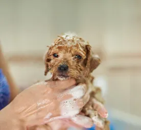 First Puppy Bath - The Survival Guide