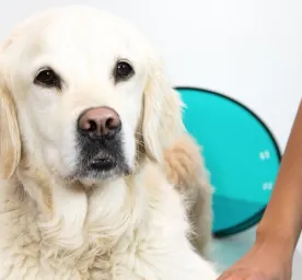 Gastroenteritis in Dogs Symptoms and TreatmentHERO