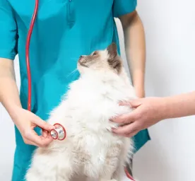 Helping Your Cat Recover from Surgery