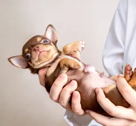 Hernias in Dogs: What You Need to Know