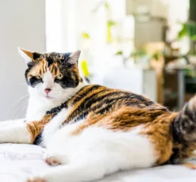 Is Your Cat Overweight?