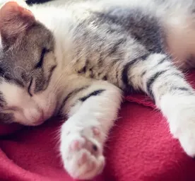 How Long Do Cats Sleep