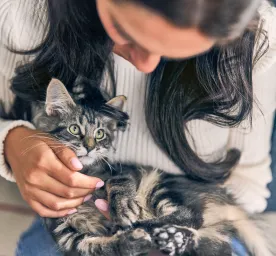 The Best Boy and Girl Kitten Names-bannar