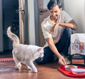 Wet or Dry Cat Food: What Should