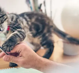 Buying a Kitten Checklist: What to Expect