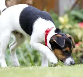 How to stop a dog digging
