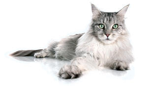 Cat lying on the floor