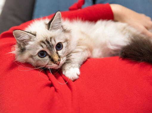Kitten on owners lap