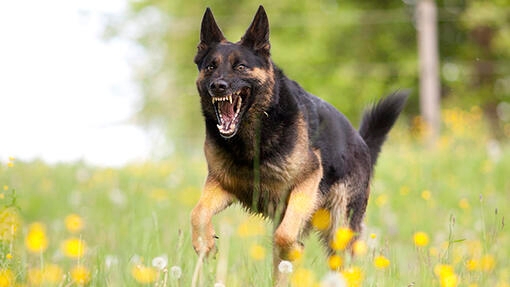 black and brown dog growling
