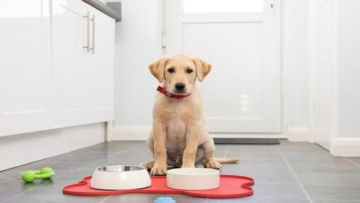yellow labrador puppy with food bowls