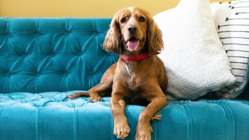 brown dog sitting on a blue sofa