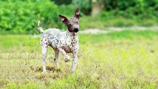 Brown and white American Hairless Terrier running through the grass.