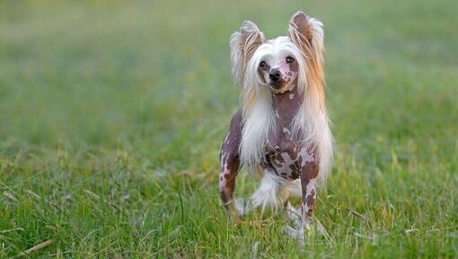 Chinese Crested dog in grass.