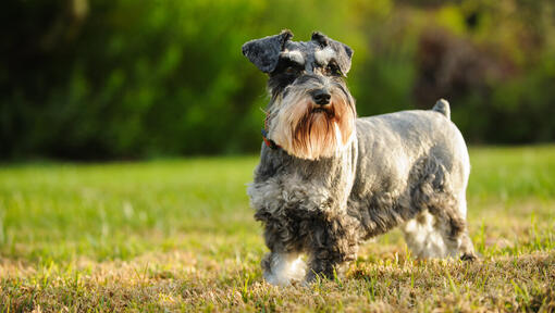 Miniature Schnauzer running in grass.